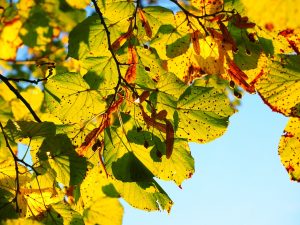 Gearing Up for Fall Leaves