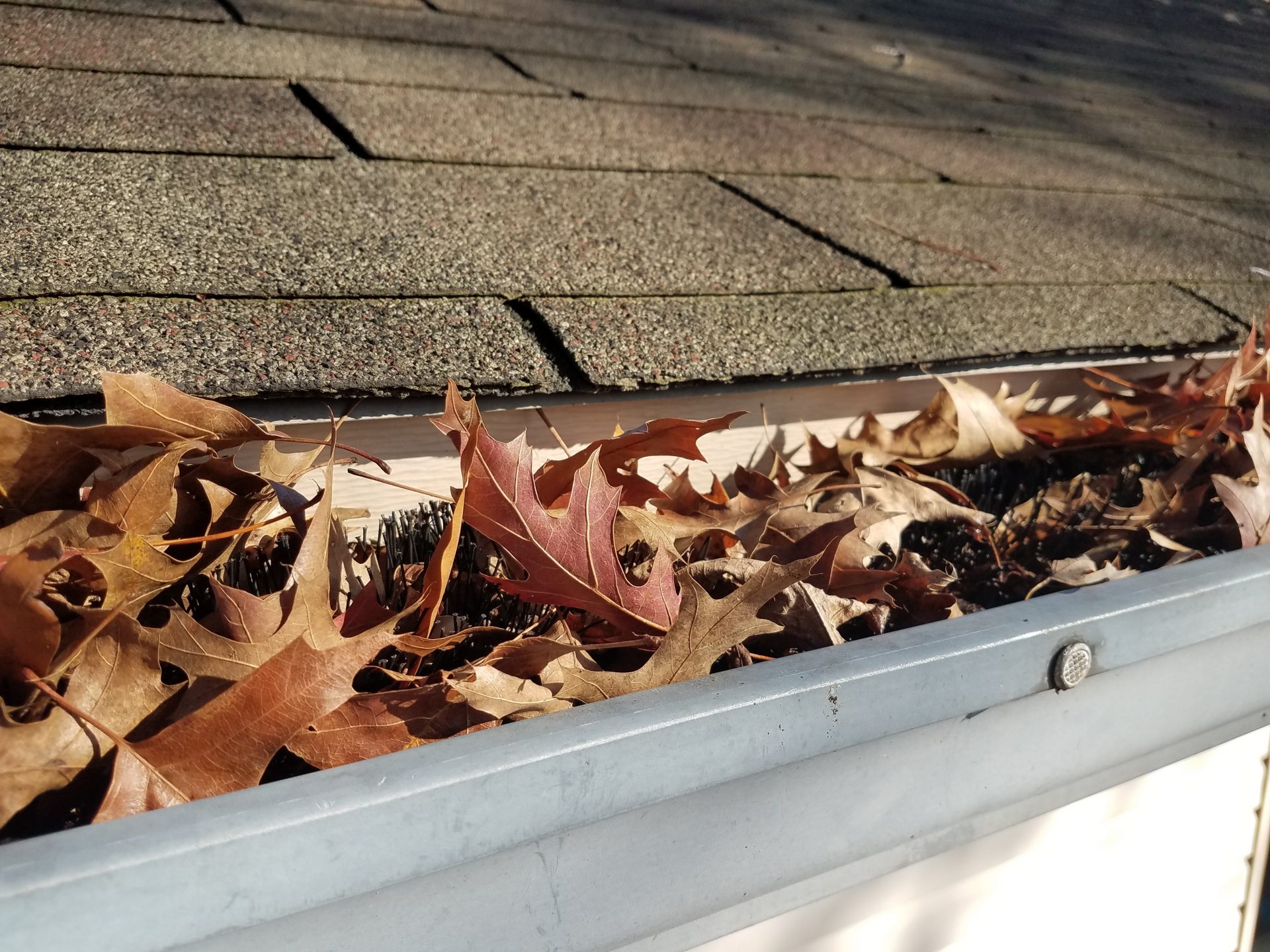 The Dangers of Falling Leaves and How to Catch Them With a Gutter Guard